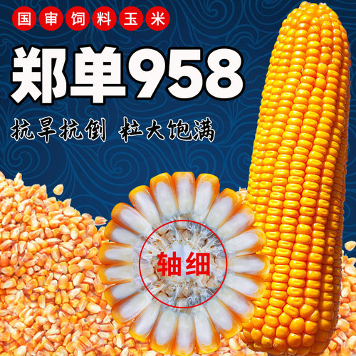 郑单958玉米种子高产大田玉米种