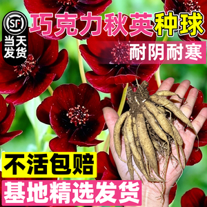 巧克力秋英块根种球虹越巧克力波