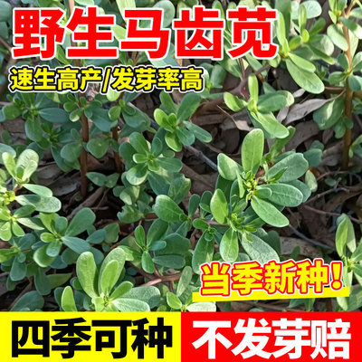马齿笕种子保健野菜长寿菜野生食