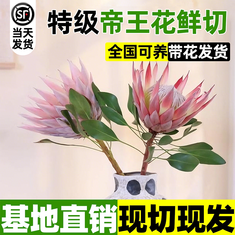 南非帝王花鲜花公主花水培图片