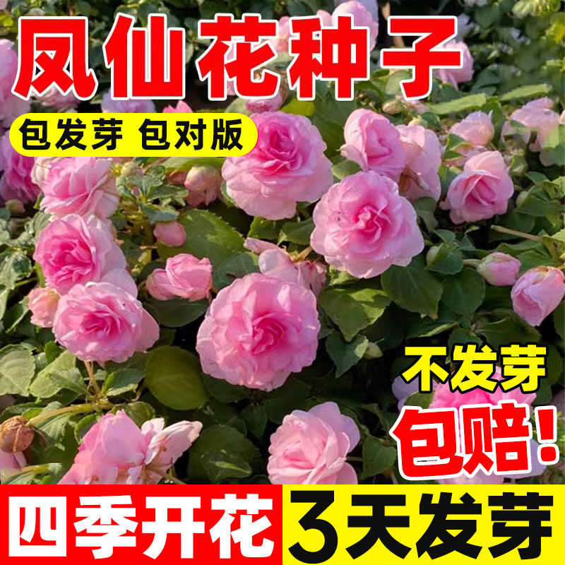 粉色重瓣凤仙花种子春季室外播种花草籽四季庭院开花植物茶花花籽