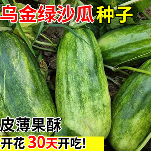 乌金绿沙瓜种子羊角酥甜瓜菜园肉厚甜脆苏香早生甜瓜籽瓜果种孑苗