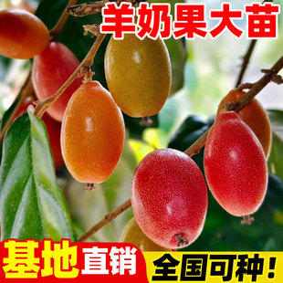 羊奶果苗盆栽新鲜水果树德甜二号羊奶果南北方庭院种植果树带土