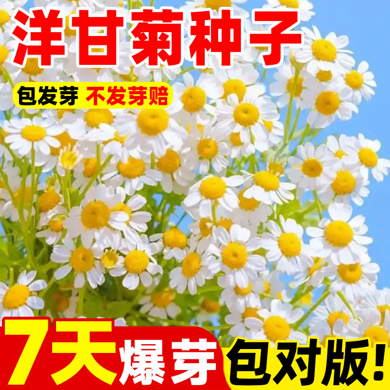 正宗罗马洋甘菊种子四季播种开花易活花卉盆栽庭院小雏菊花种籽子