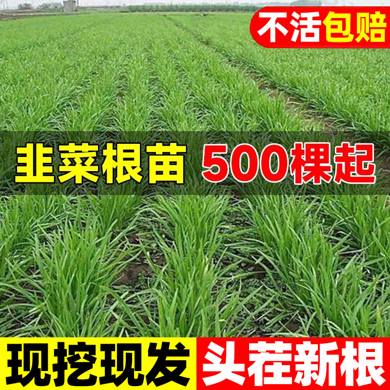 韭菜根苗批发头茬紫根红根小叶