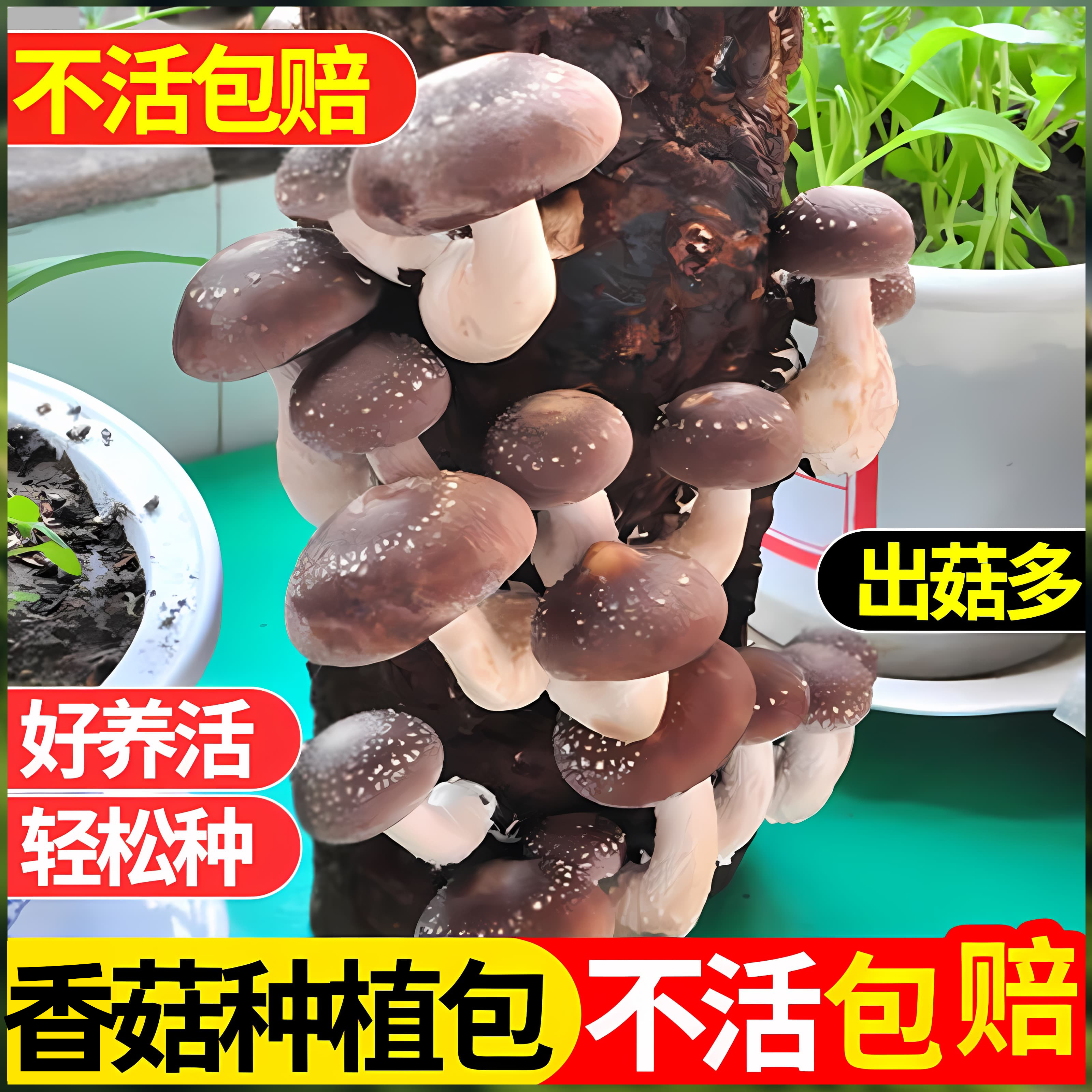 蘑菇种植平菌包阳台种蘑菇菌种菌