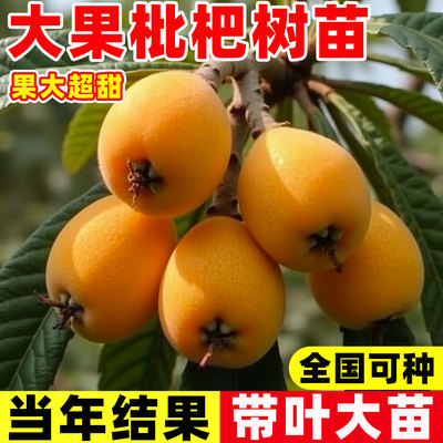 枇杷苗树盆栽嫁接果苗大果四季水