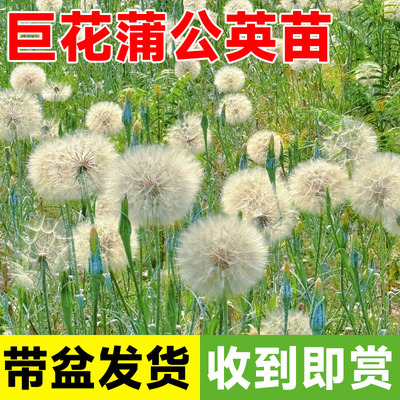巨花蒲公英苗多年生宿根网红