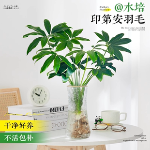 印第安羽毛水培植物盆栽客厅四季常青室内龙鳞春羽蔓绿绒花瓶绿植