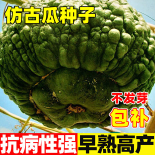 仿古瓜南瓜种子观赏庭院蔬菜种子奇花异果秋冬季四季盆栽花卉种籽