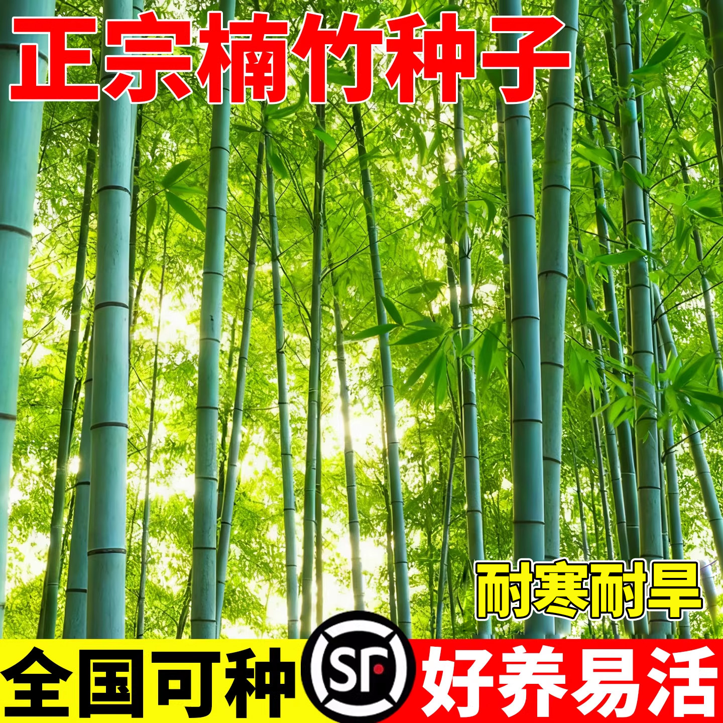 楠竹种子四季种植刚竹雷竹可食用紫竹黄竹笋种籽孑庭院大型毛竹苗