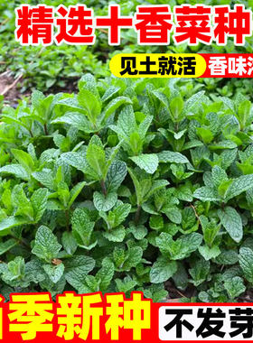河南十香菜种子石香菜种籽孑驱蚊