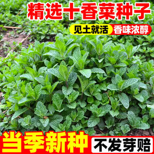 河南十香菜种子石香菜种籽孑驱蚊食用鱼香菜草阳台植物盆栽蔬菜孑