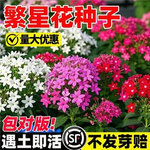 花种籽繁星种子四季种阳台盆栽室外庭院花卉繁花荵小星辰花种子孑