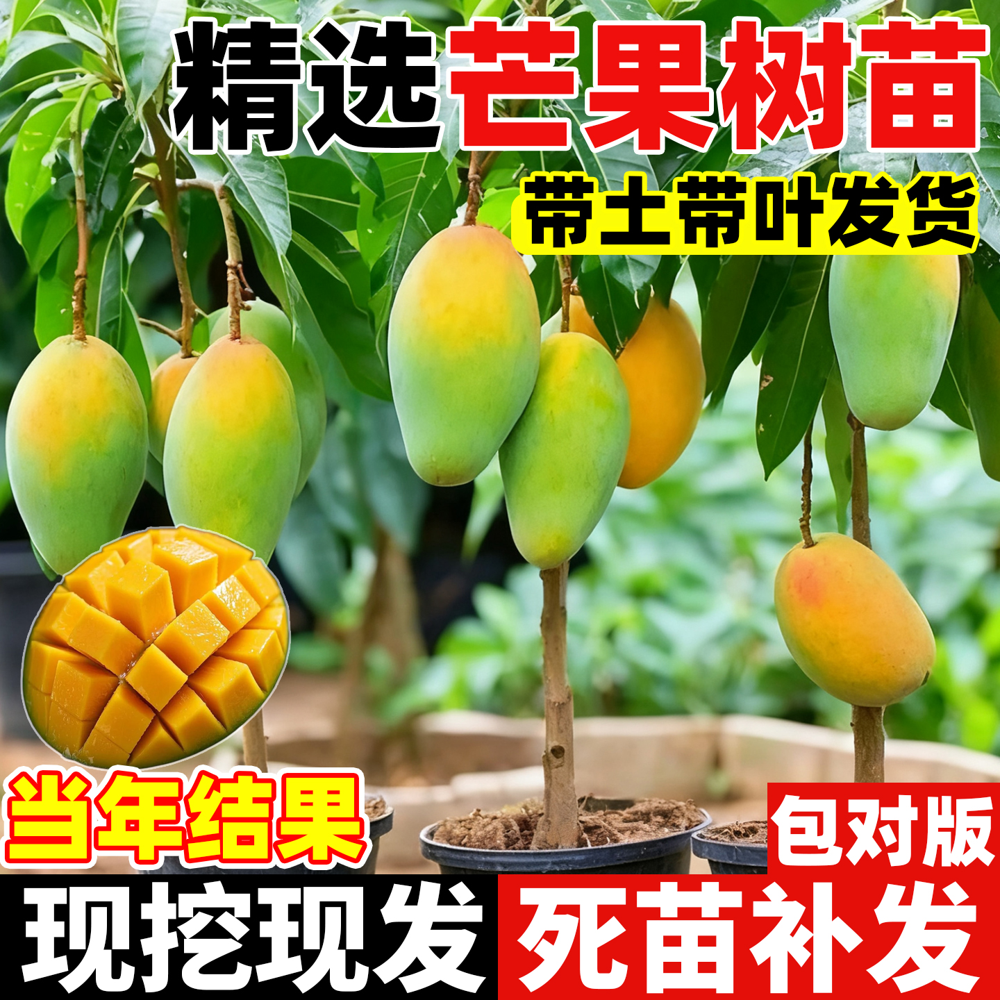 芒果树果苗嫁接金煌芒四季芒