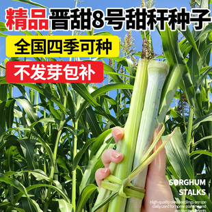 晋甜8号甜杆种子甘甜多汁四季水果甜高粱甜杆种子北方杂交小甘蔗