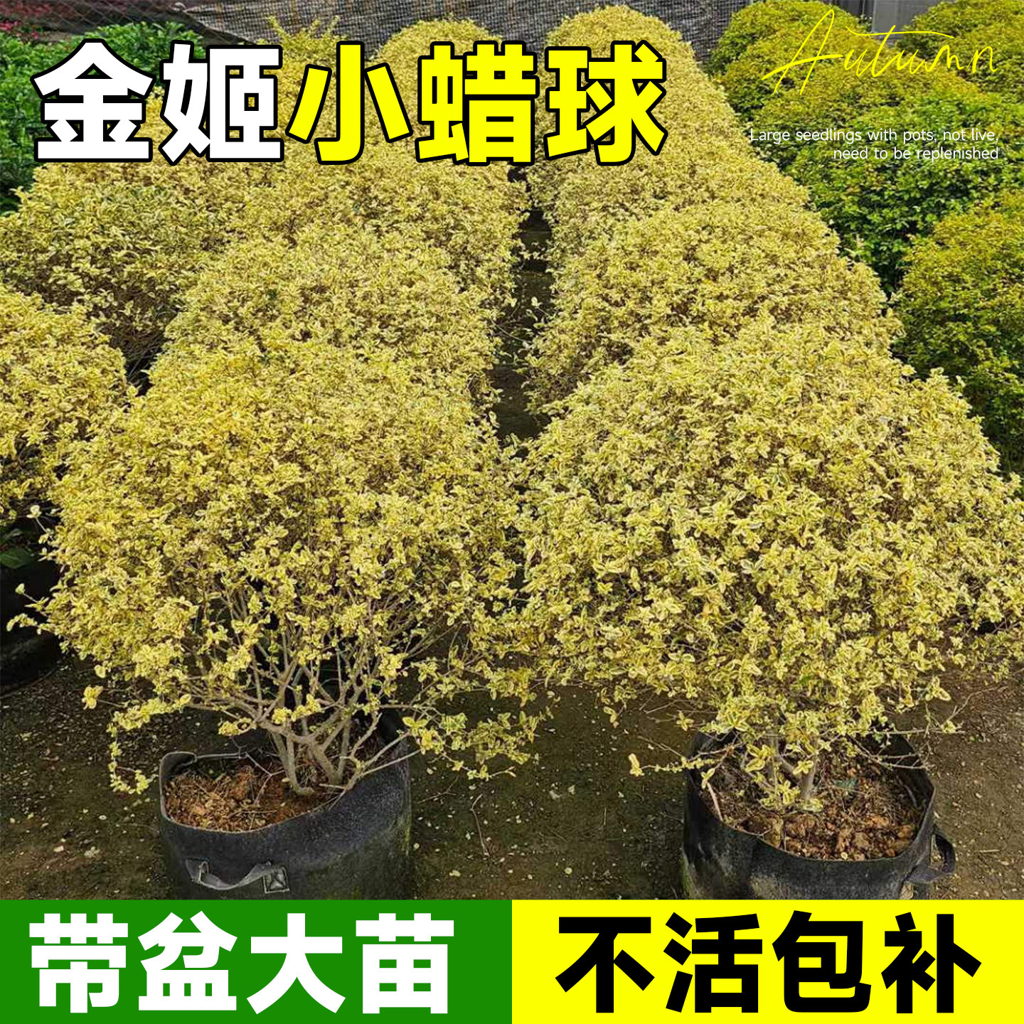 金姬小蜡球盆栽多年生银姬小