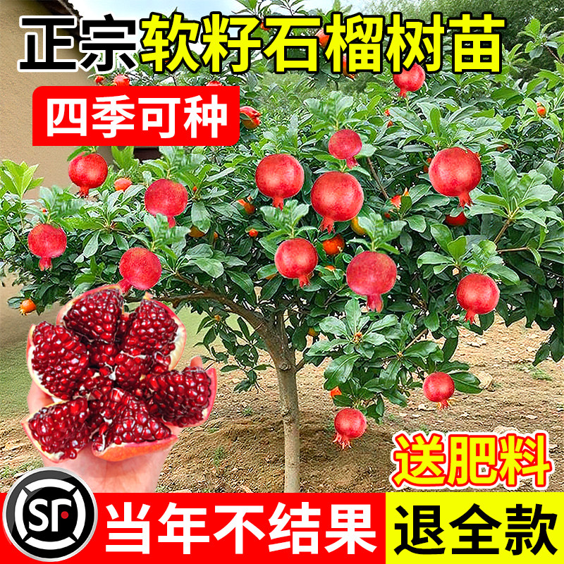 石榴树苗特大庭院水果树苗带土果苗突尼斯软籽无籽蒙阳红石榴盆栽