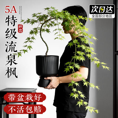 造型流泉枫老桩盆景室内好养