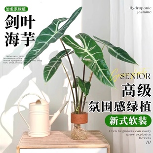 银脉剑叶海芋水培植物办公室内好养客厅桌面绿植热带水生水养高端