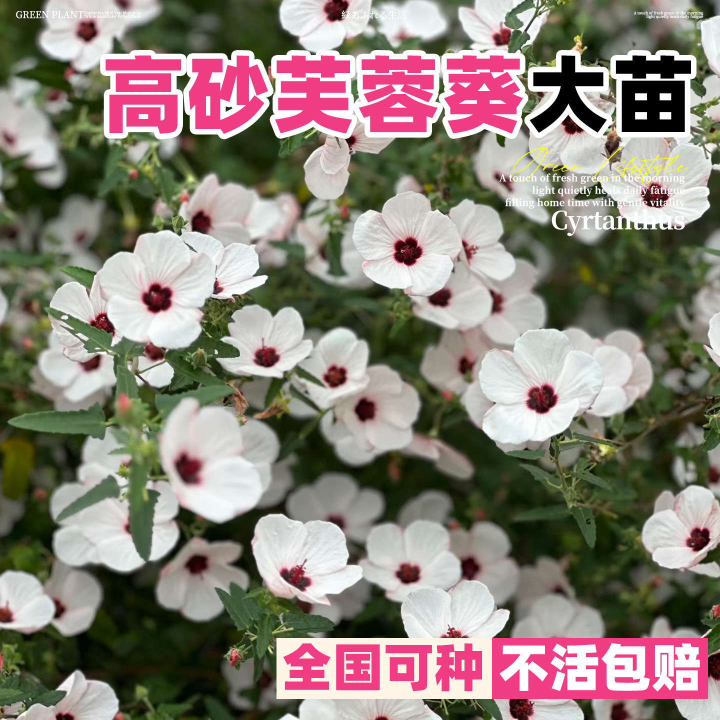 高砂芙蓉葵花苗四季种孔雀葵日