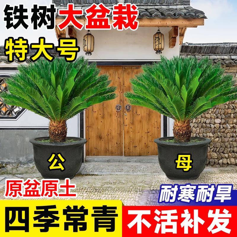 铁树公母一对盆栽老桩苗门