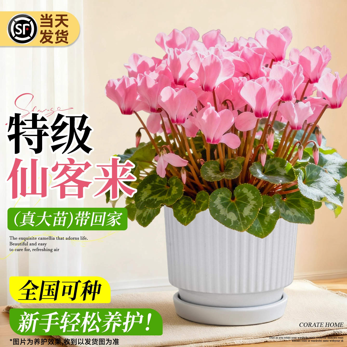 仙客来盆栽带花特大号兔子花卉