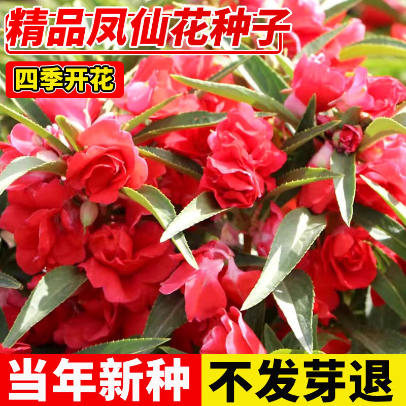 重瓣茶花凤仙花花种子四季种室内阳台盆栽花卉种子七彩指甲花种籽