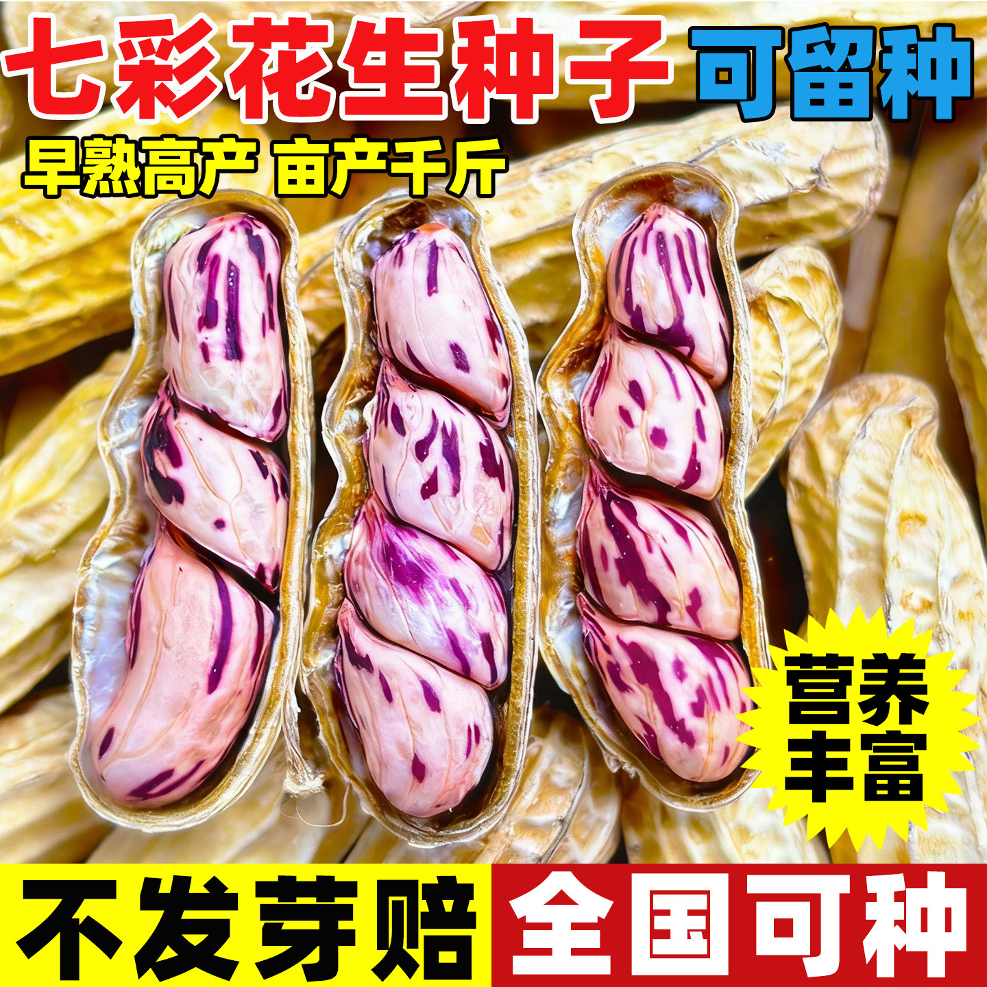 七彩花生种子富硒花生种大粒高产图片