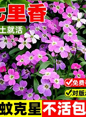 七里香花种子子驱蚊草四季易开花