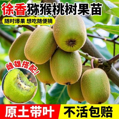 徐香猕猴桃树果苗公母同株