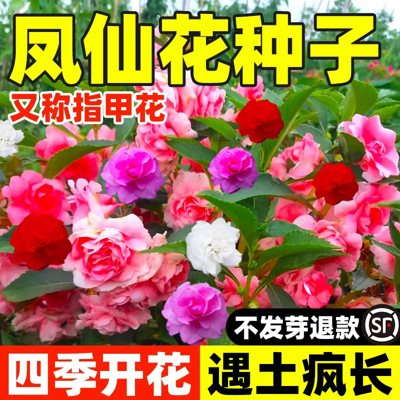 重瓣凤仙花种子阳台室内外指甲花盆栽太阳花种籽庭院四季播种开花