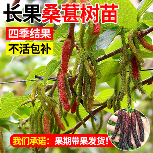 长果桑葚树苗台湾桑椹桑甚带果桑树活苗嫁接盆栽室内果树果苗阳台