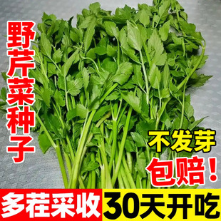 野芹菜种籽野生山芹菜种子水芹菜多年生茴芹大叶芹种孑蔬菜水种苗