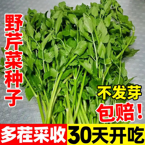 野芹菜种籽野生山芹菜种子水芹菜