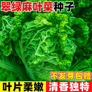 翠绿麻叶菜种子四季黄心白菜种孑易成活阳台盆栽农家庭院蔬菜种籽
