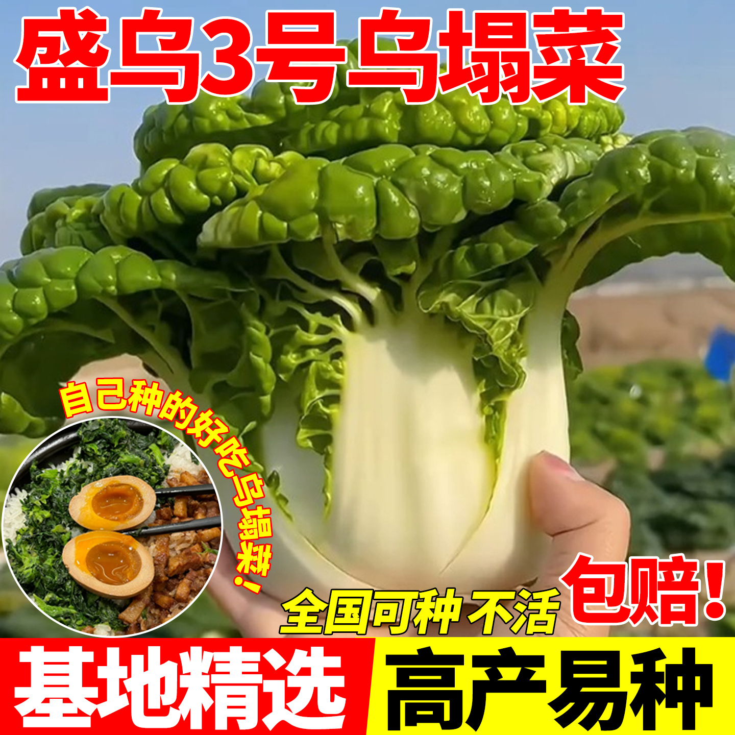 盛乌3号乌塌菜种子奶油黄心乌种