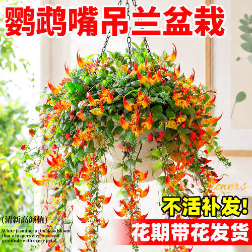 鹦鹉嘴吊兰盆栽四季常绿垂吊花卉