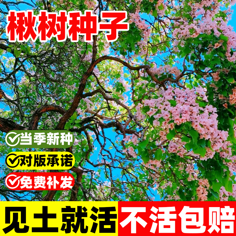 楸树种子梓树苗四季种植多年生木