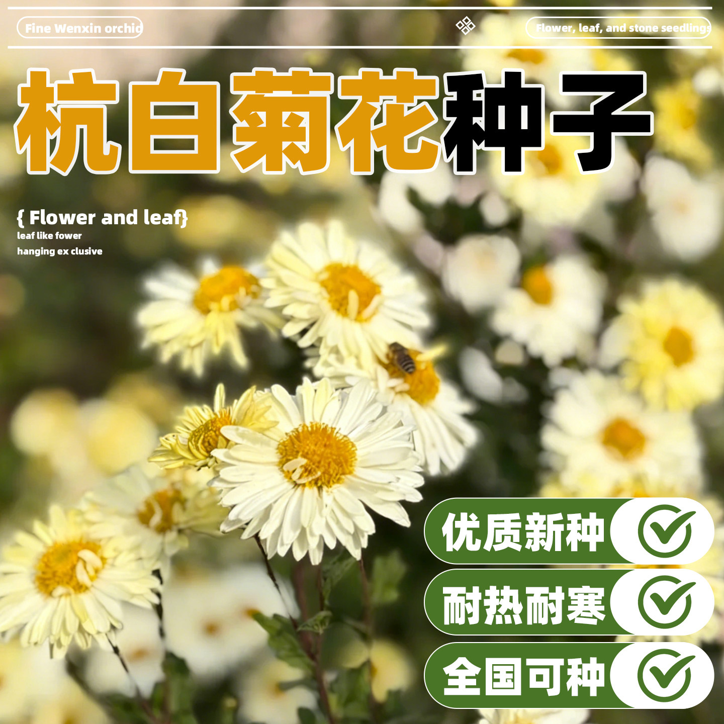 杭白菊种子盆栽植物贡菊庭院泡茶金丝皇菊黄菊花食用花卉菊花种籽