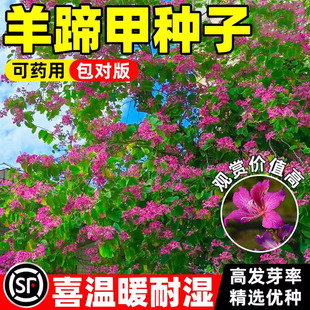 羊蹄甲种子药用红花洋蹄甲香港洋大花紫荆玲甲花园林庭园观赏种籽