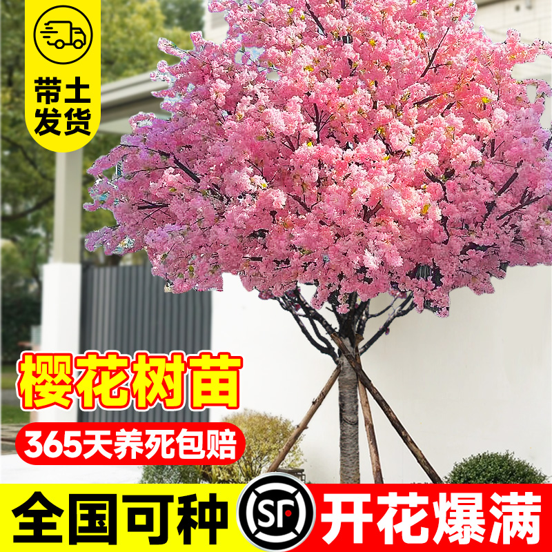 樱花树苗庭院大树耐寒矮化晚樱