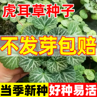 虎耳草种子四季种植盆栽七变化姬虎耳猫耳朵草老虎耳金丝荷叶种籽