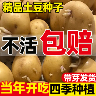 黄心土豆种孑早熟高产带芽土豆种原种马铃薯种子蔬菜种籽四季 大全