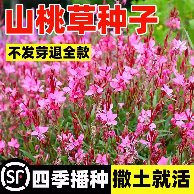 山桃草种子千鸟花种籽白蝶草阳台盆栽四季播种开花易活种籽玉蝶花
