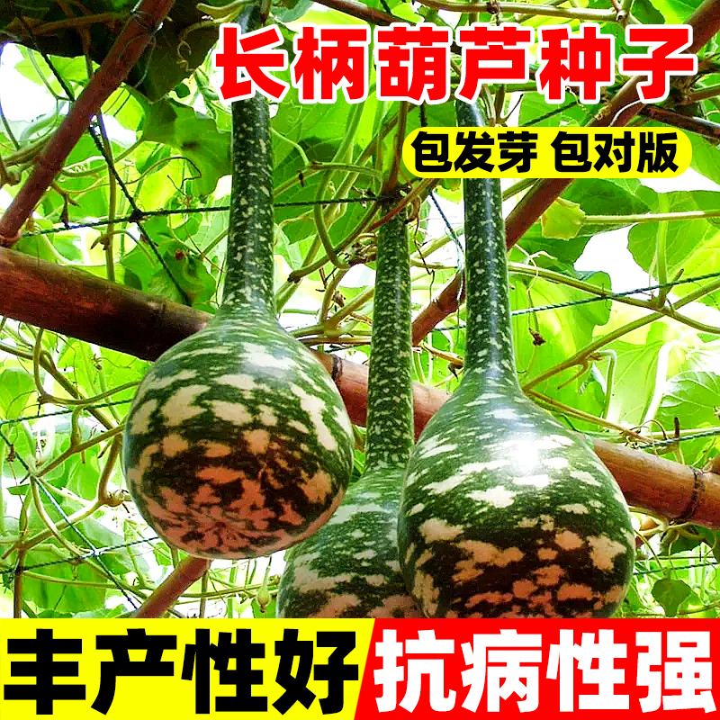 长柄葫芦籽种巨型特大葫芦种子春夏四季阳台盆栽蔬菜文玩福禄籽孑