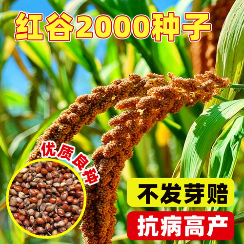 红谷2000稻谷种香糯高产易活谷种
