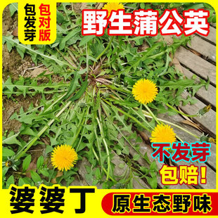 蒲公英种子可食用婆婆丁野菜王种籽四季盆栽药用菜种籽各种菜种子