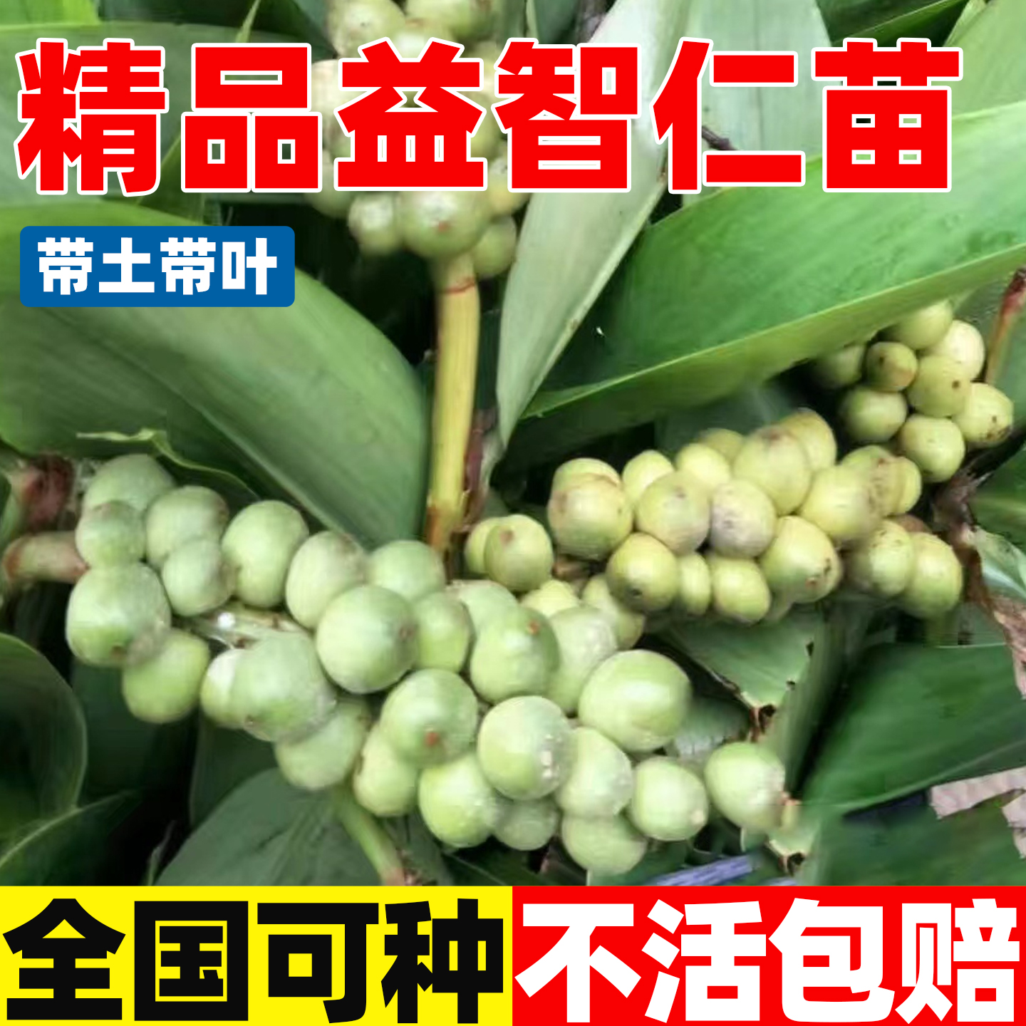 益智仁苗良种中草药材广西高产红花九虫根苗对叶百步根苗大百部苗