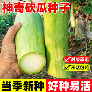 神奇砍瓜种子四季种植早熟高产易成活菜园阳台盆栽蔬菜秧苗吊瓜子